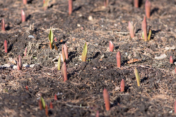 first spring red and green sprouts