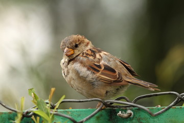 house sparrow on wire fence