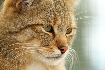 portrait of european wildcat