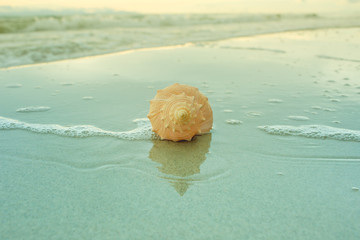 Seashell on the beach at twilight time.