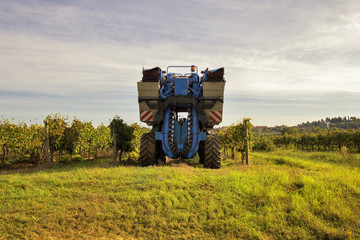 Toscania , Włochy,  Multipulcjano, zbiór winogron © janmiko