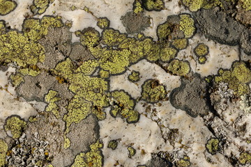 Lichen carte-géographique (Rhizocarpon geographicum)