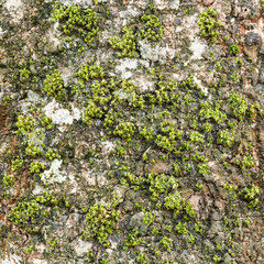 Moss on tree bark