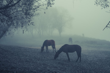 Horses grazing in the mist