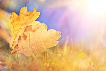 Fototapeta na wymiar oak leaf autumn background sun