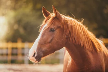 Zelfklevend Fotobehang Paard paard in de paddock, buiten, ruiter