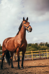 Naklejka premium horse in the paddock, Outdoors, rider