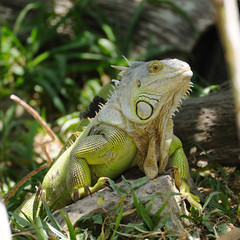 Single iguana on rock.
