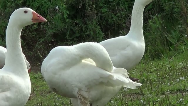 Gans