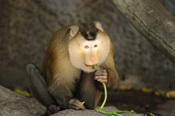 Macaca fascicularis eating bean