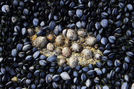 Coquillages de Bretagne. P&ecirc;che &agrave; pied. Moules sauvages.