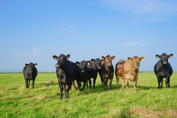 Herde Angus-Rinder auf einer großen Weide - obrazy, fototapety, plakaty