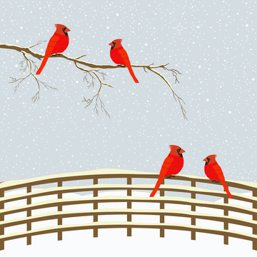 Red birds on branch and fence