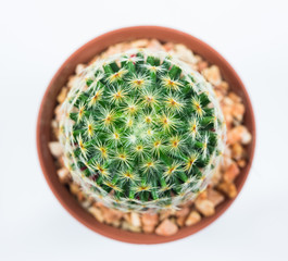 isolation cactus on white backgroundi