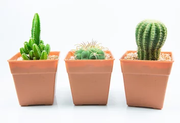 Fotobehang Cactus in pot isolatiecactus op witte achtergrond