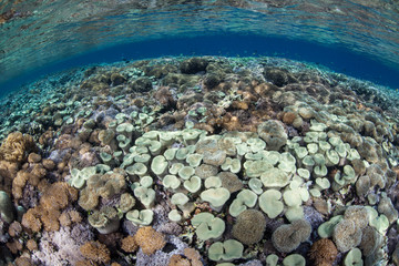 Healthy Pacific Coral Reef