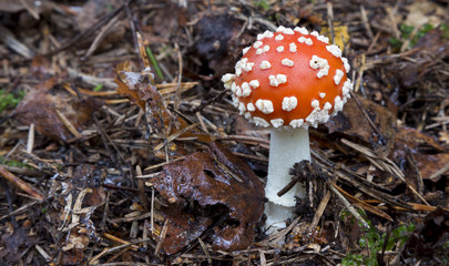 Amanita muscaria. mushroom in the forest