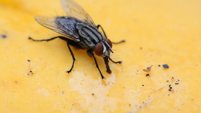 Close-up footage of a fly eating mango syrup. HD
