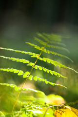 fern in the forest