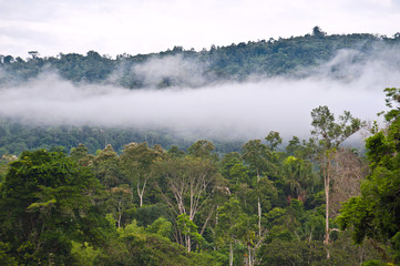 Amazon, View of the tropical rainforest, Ecuador
