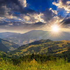 high wild plants at the mountain top at sunset