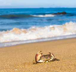 Menacing Eyes On the Shore
