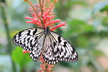 Obraz premium Large Tree Nymphs butterfly and red flower