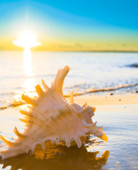 Paradise Blue Beautiful Shell