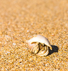 Funny Crab Pure Threat