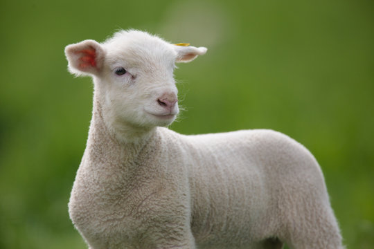 agneau elevage