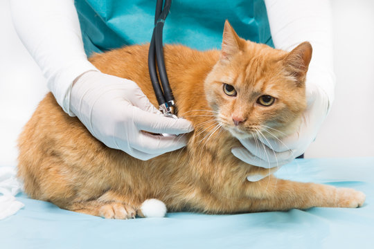veterinary with stethoscope