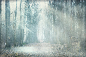 brouillard mystique de la forêt