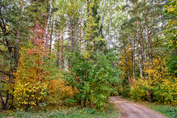 Autumn forest and country road