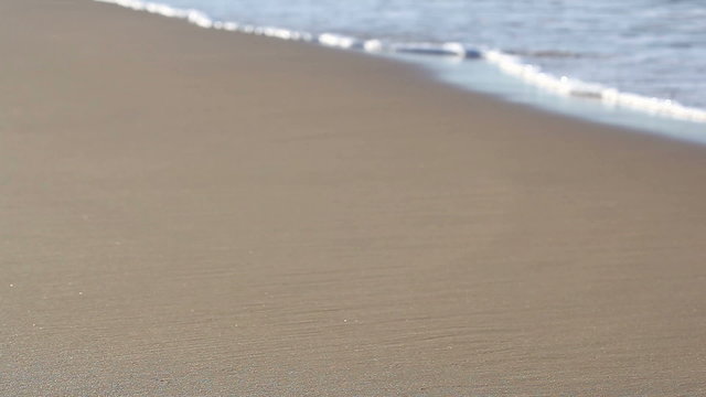 Shell on Beach