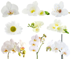 Collage of beautiful white flowers