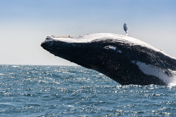 Humpback Whale in Puerto Lopez, Ecuador