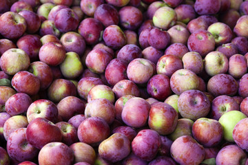 Bin of Red Apples After Fall Harvest