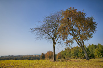 Obraz premium Zwei Bäume Auf der Waldwiese