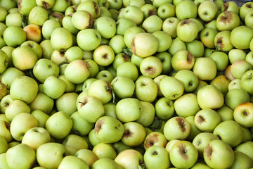 Bin of Green Apples After Fall Harvest