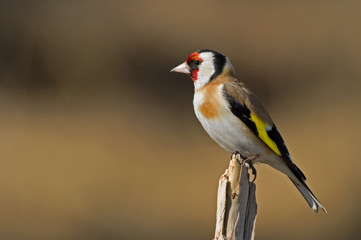 European Goldfinch (Carduelis carduelis)