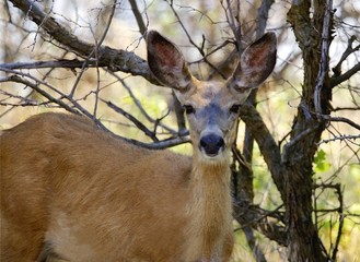 A Mule Deer Doe