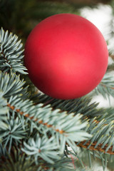 One christmas ball over tree.