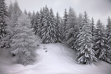 Winter forest