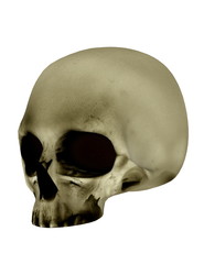 Obraz premium 骸骨