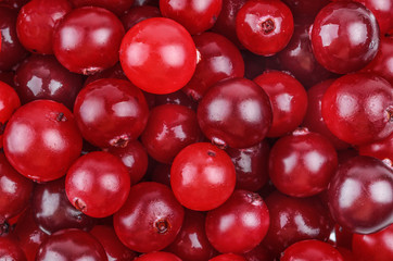 cranberry isolated