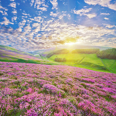 Colorful hill slope covered by violet heather flowers