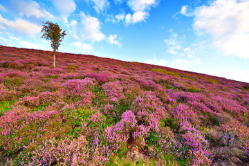 Colorful hill slope covered by violet heather flowers and owan-t