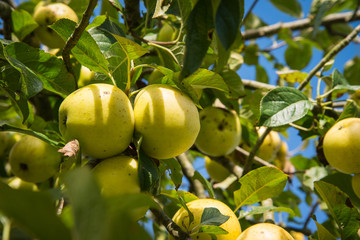 Branch with organic apples in orchard