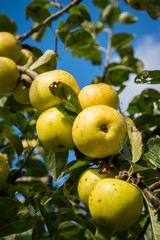 Branch with organic apples in orchard