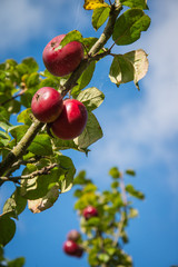 Branch with organic apples in orchard